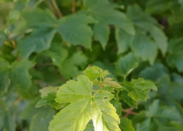 Bergzauber Lodge, Im Harz, Mit Schwimmbad Und Sauna Daire